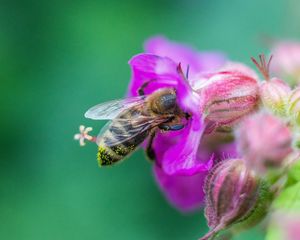 Preview wallpaper bee, flowers, macro