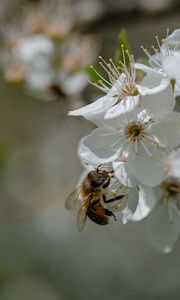 Preview wallpaper bee, flowers, macro, spring