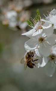 Preview wallpaper bee, flowers, macro, spring