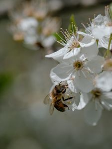 Preview wallpaper bee, flowers, macro, spring