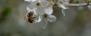 Preview wallpaper bee, flowers, macro, spring