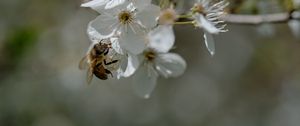 Preview wallpaper bee, flowers, macro, spring