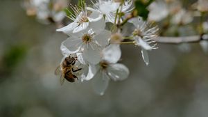 Preview wallpaper bee, flowers, macro, spring