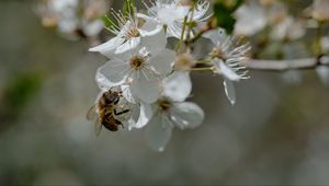 Preview wallpaper bee, flowers, macro, spring