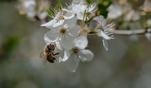Preview wallpaper bee, flowers, macro, spring