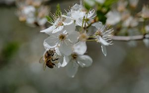 Preview wallpaper bee, flowers, macro, spring