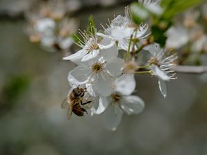 Preview wallpaper bee, flowers, macro, spring