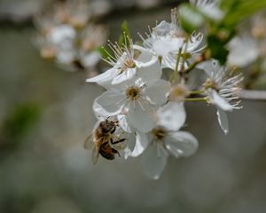 Preview wallpaper bee, flowers, macro, spring
