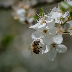 Preview wallpaper bee, flowers, macro, spring