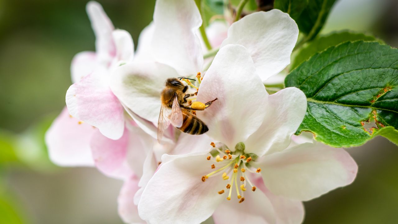 Wallpaper bee, flowers, petals, macro, blur