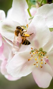 Preview wallpaper bee, flowers, petals, macro, blur