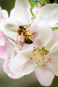 Preview wallpaper bee, flowers, petals, macro, blur