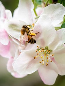 Preview wallpaper bee, flowers, petals, macro, blur