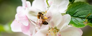 Preview wallpaper bee, flowers, petals, macro, blur