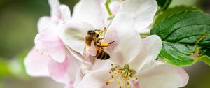 Preview wallpaper bee, flowers, petals, macro, blur
