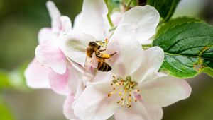 Preview wallpaper bee, flowers, petals, macro, blur