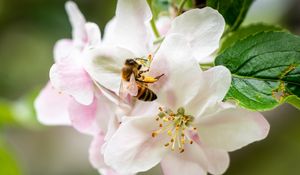 Preview wallpaper bee, flowers, petals, macro, blur