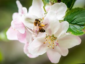Preview wallpaper bee, flowers, petals, macro, blur