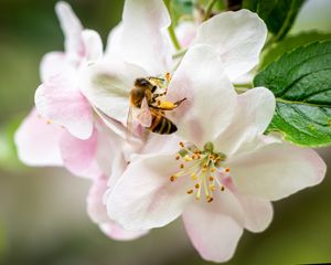 Preview wallpaper bee, flowers, petals, macro, blur