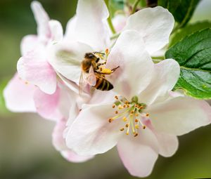 Preview wallpaper bee, flowers, petals, macro, blur