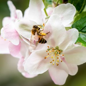Preview wallpaper bee, flowers, petals, macro, blur