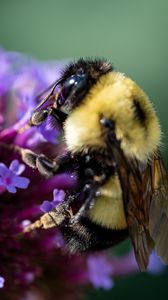 Preview wallpaper bee, flowers, pollen, macro, closeup