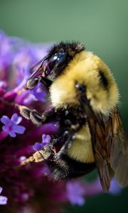 Preview wallpaper bee, flowers, pollen, macro, closeup