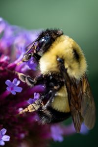 Preview wallpaper bee, flowers, pollen, macro, closeup