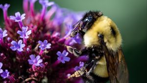 Preview wallpaper bee, flowers, pollen, macro, closeup