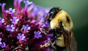 Preview wallpaper bee, flowers, pollen, macro, closeup