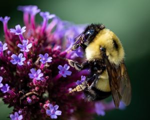 Preview wallpaper bee, flowers, pollen, macro, closeup