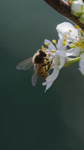 Preview wallpaper bee, flowers, pollen, macro