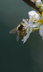 Preview wallpaper bee, flowers, pollen, macro