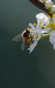 Preview wallpaper bee, flowers, pollen, macro