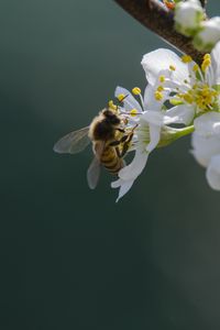Preview wallpaper bee, flowers, pollen, macro