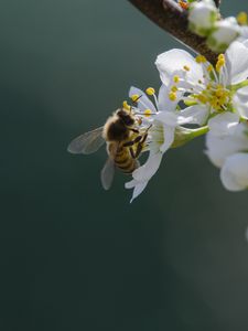 Preview wallpaper bee, flowers, pollen, macro