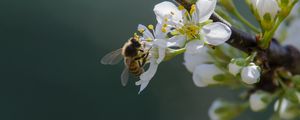 Preview wallpaper bee, flowers, pollen, macro