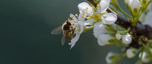 Preview wallpaper bee, flowers, pollen, macro