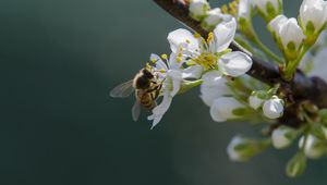 Preview wallpaper bee, flowers, pollen, macro