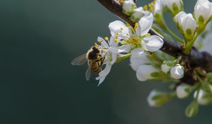 Preview wallpaper bee, flowers, pollen, macro