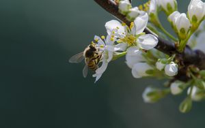 Preview wallpaper bee, flowers, pollen, macro