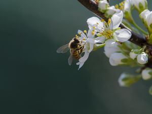 Preview wallpaper bee, flowers, pollen, macro