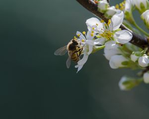 Preview wallpaper bee, flowers, pollen, macro