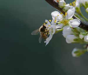 Preview wallpaper bee, flowers, pollen, macro