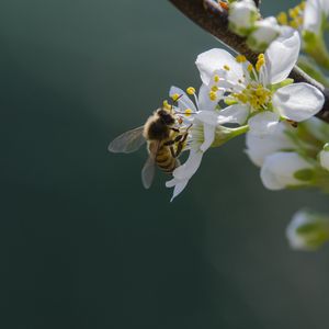 Preview wallpaper bee, flowers, pollen, macro