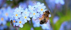 Preview wallpaper bee, flowers, pollination, insect