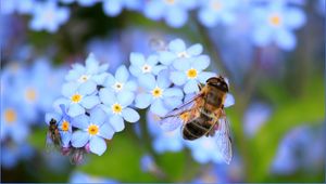 Preview wallpaper bee, flowers, pollination, insect