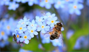 Preview wallpaper bee, flowers, pollination, insect