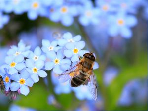 Preview wallpaper bee, flowers, pollination, insect