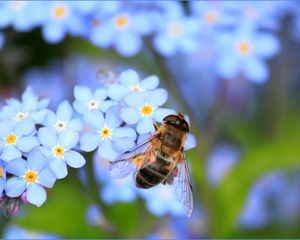 Preview wallpaper bee, flowers, pollination, insect